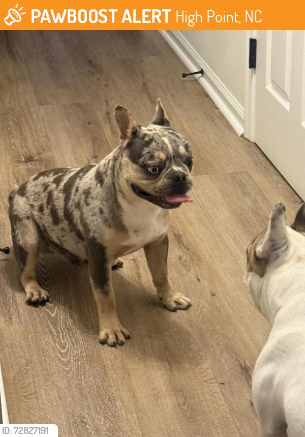 Found/Stray Male Dog last seen Flannery lane and Penny Rd high point NC, High Point, NC 27265
