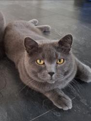 Lost Male Cat last seen The Willows Canada Drive/ maybe sighting in Kirkella, Cherry Burton, England HU17 7SB