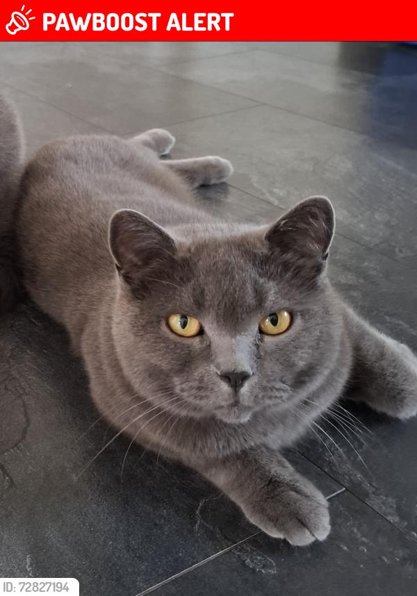 Lost Male Cat last seen The Willows Canada Drive/ maybe sighting in Kirkella, Cherry Burton, England HU17 7SB