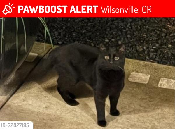 Lost Male Cat last seen Grahams Ferry rd / Bell rd, Wilsonville, OR 97070