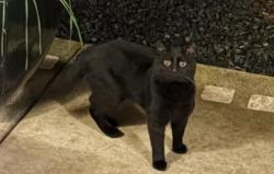 Lost Male Cat last seen Grahams Ferry rd / Bell rd, Wilsonville, OR 97070