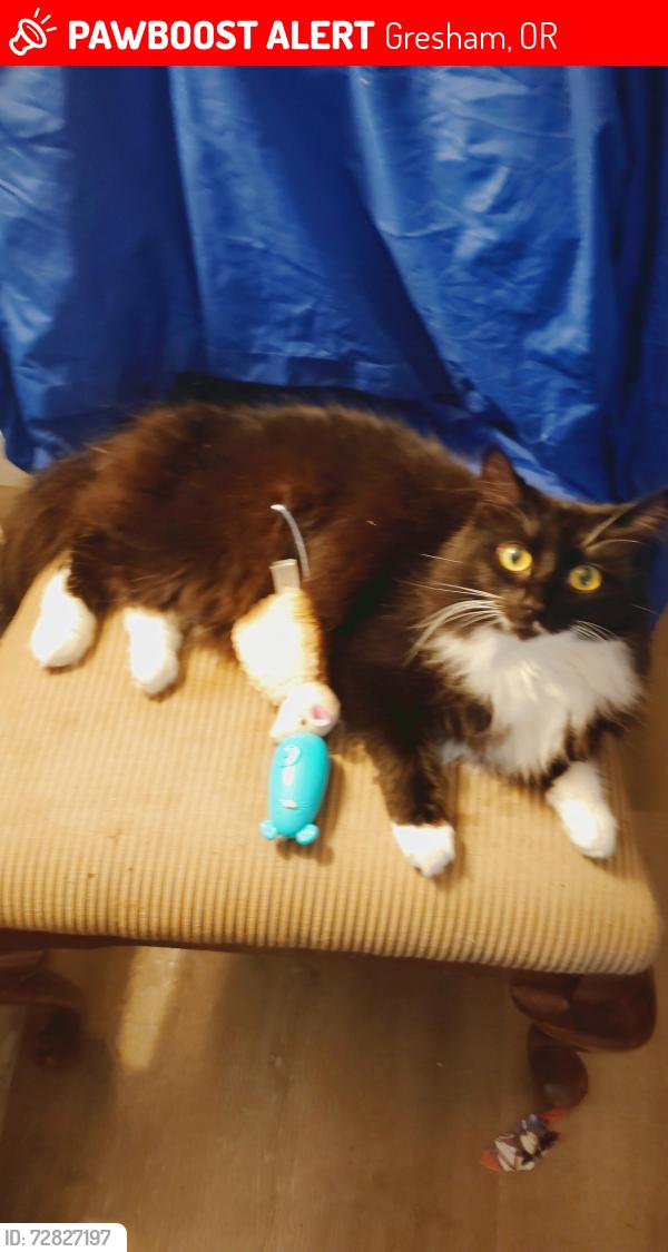 Lost Female Cat last seen Powell Loop, Gresham, OR 97080