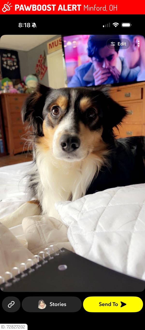 Lost Male Dog last seen Lucasville minford road / Oliver road, Minford, OH 45653