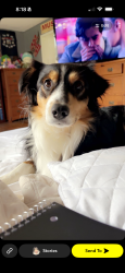 Lost Male Dog last seen Lucasville minford road / Oliver road, Minford, OH 45653