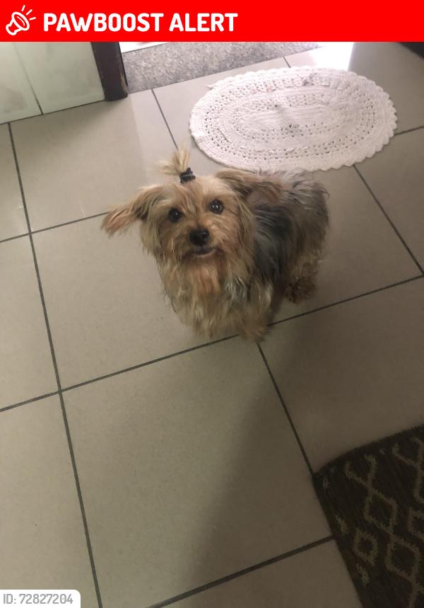 Lost Female Dog last seen rua maria da cruz cunha 133, Jardim Shangrila (Zona Norte), SP 02990-200