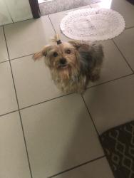 Lost Female Dog last seen rua maria da cruz cunha 133, Jardim Shangrila (Zona Norte), SP 02990-200