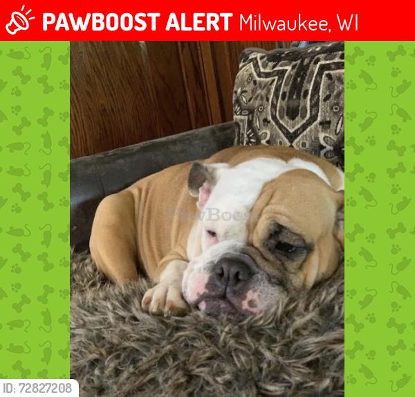 Lost Female Dog last seen Burnham and Rodgers Layton blvd.  , Milwaukee, WI 53215