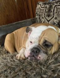 Lost Female Dog last seen Burnham and Rodgers Layton blvd.  , Milwaukee, WI 53215
