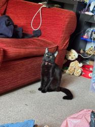 Reunited Female Cat last seen Coningswath road Carlton at  , Carlton, England 