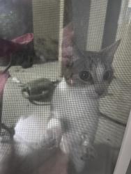 Found/Stray Unknown Cat last seen Bayview Hills military housing, San Diego, CA 92139