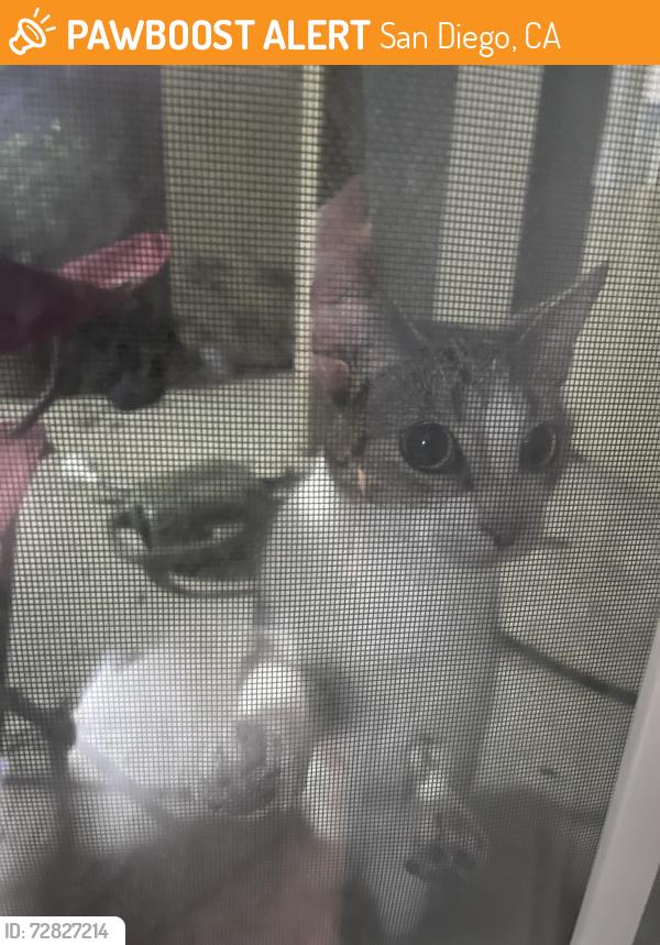 Found/Stray Unknown Cat last seen Bayview Hills military housing, San Diego, CA 92139