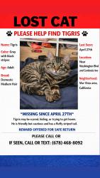 Lost Male Cat last seen Washington Blvd and Centinela Ave, Los Angeles, CA 90066