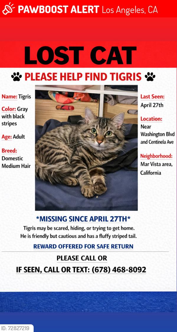 Lost Male Cat last seen Washington Blvd and Centinela Ave, Los Angeles, CA 90066