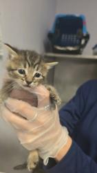 Shelter Stray Female Cat last seen Bexar County, New Braunfels, TX 78130