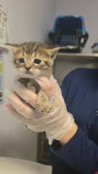 Shelter Stray Female Cat last seen Bexar County, New Braunfels, TX 78130