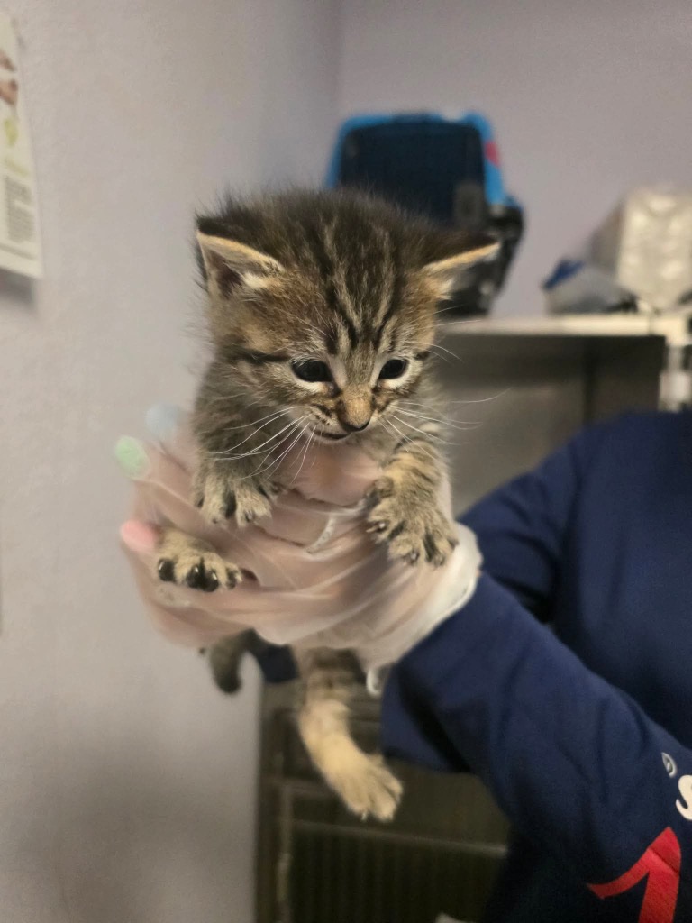 Shelter Stray Female Cat last seen Bexar County, New Braunfels, TX 78130