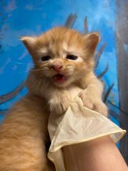 Shelter Stray Female Cat last seen Bexar County, New Braunfels, TX 78130