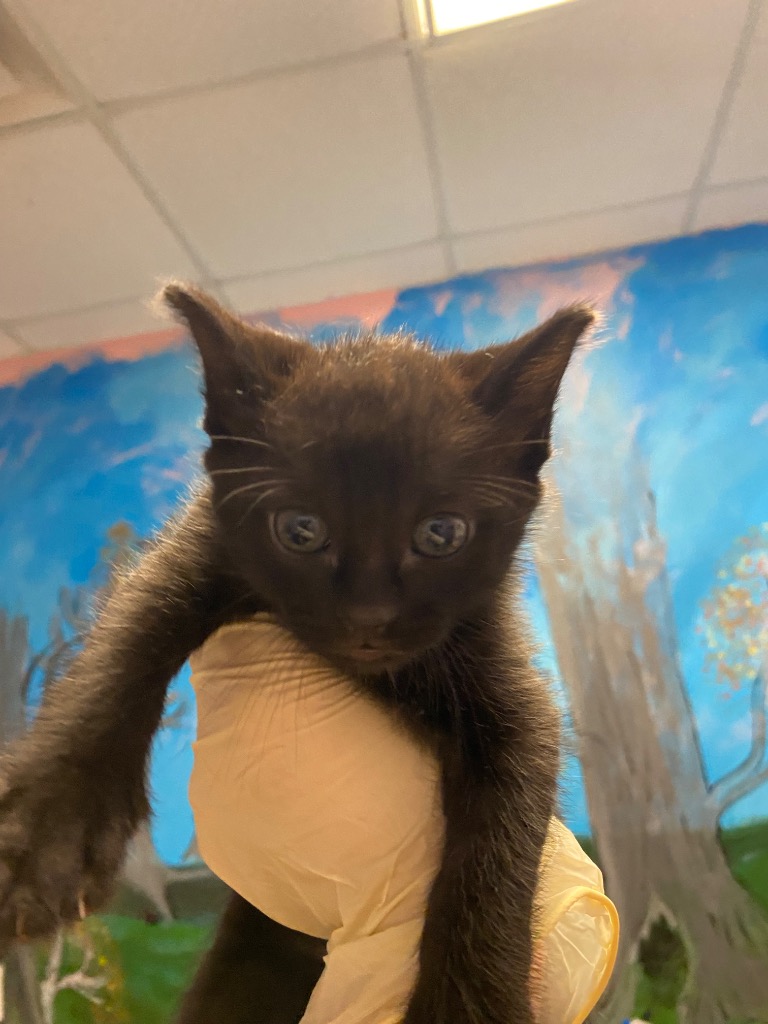 Shelter Stray Male Cat last seen Bexar County, New Braunfels, TX 78130