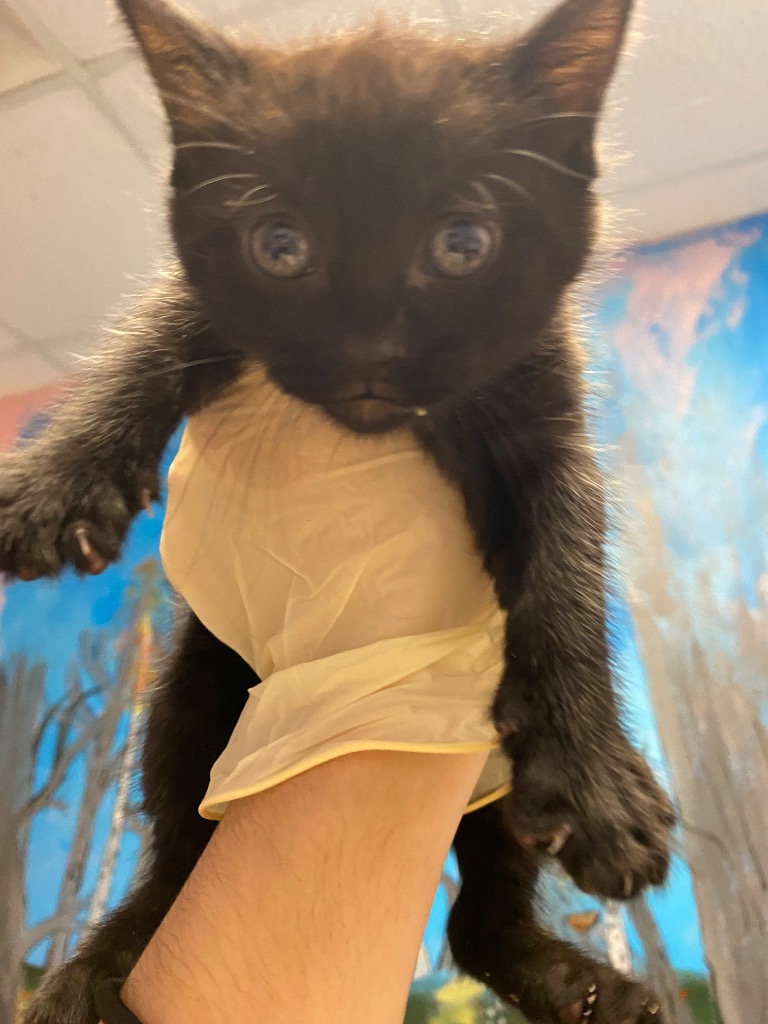 Shelter Stray Male Cat last seen Bexar County, New Braunfels, TX 78130