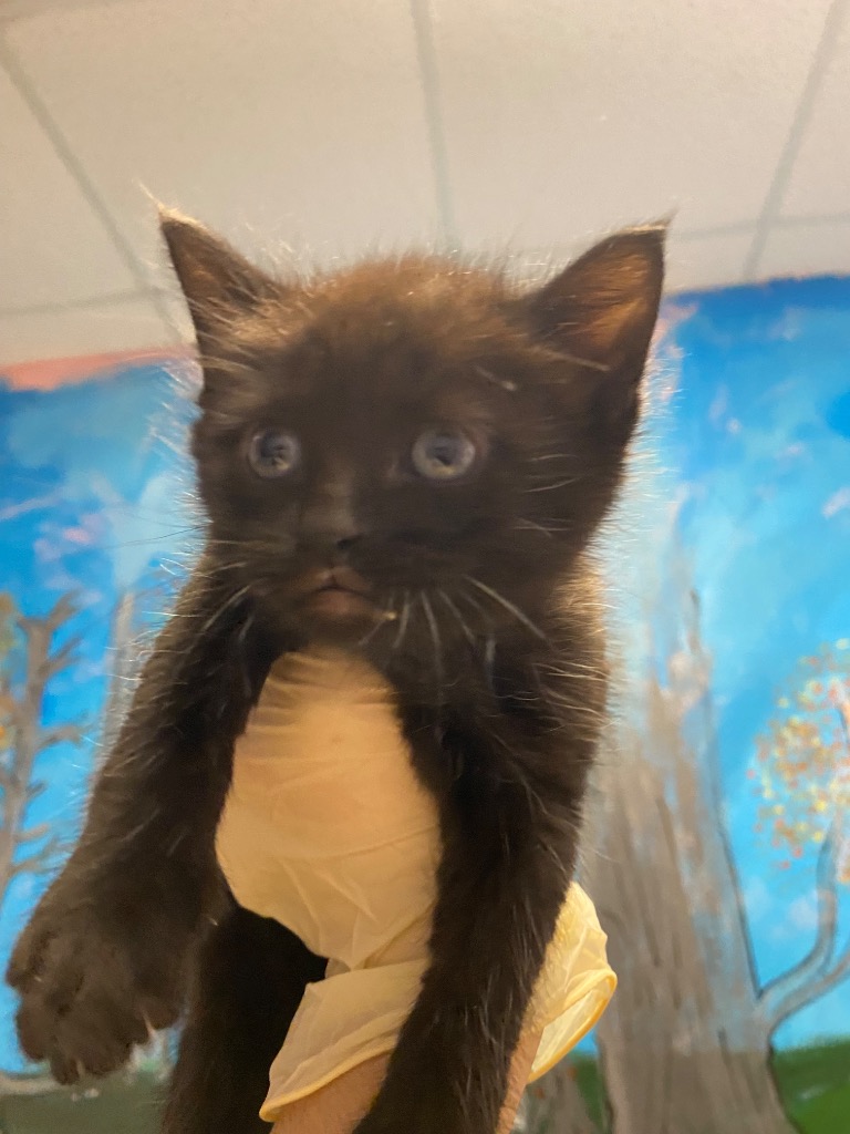 Shelter Stray Male Cat last seen Bexar County, New Braunfels, TX 78130