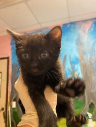 Shelter Stray Female Cat last seen Bexar County, New Braunfels, TX 78130