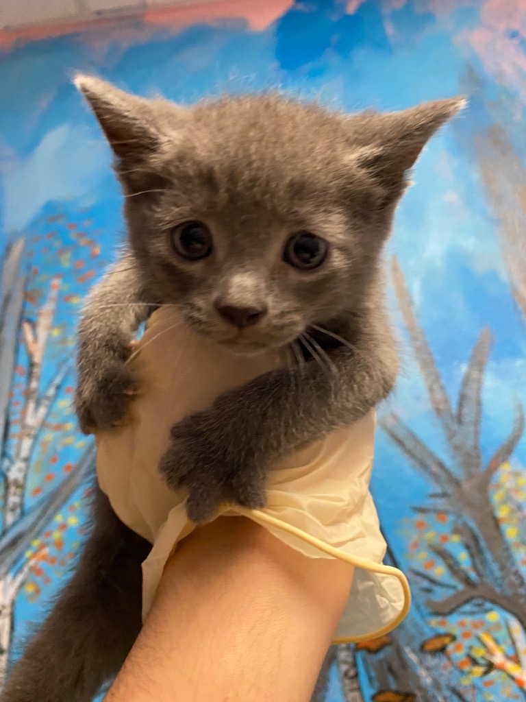 Shelter Stray Male Cat last seen Bexar County, New Braunfels, TX 78130