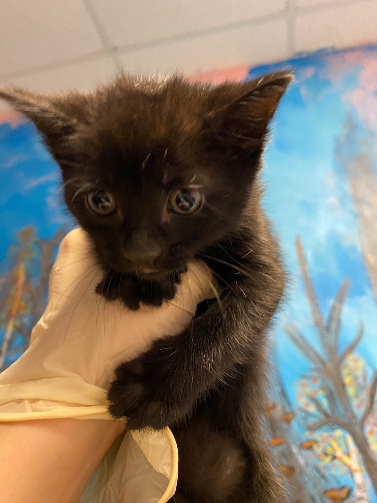 Shelter Stray Male Cat last seen Bexar County, New Braunfels, TX 78130