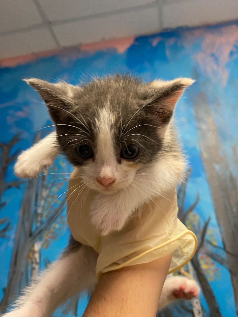 Shelter Stray Female Cat last seen Bexar County, New Braunfels, TX 78130