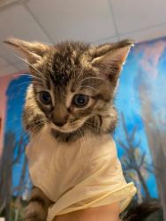 Shelter Stray Female Cat last seen Bexar County, New Braunfels, TX 78130