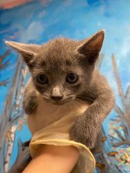 Shelter Stray Male Cat last seen Bexar County, New Braunfels, TX 78130