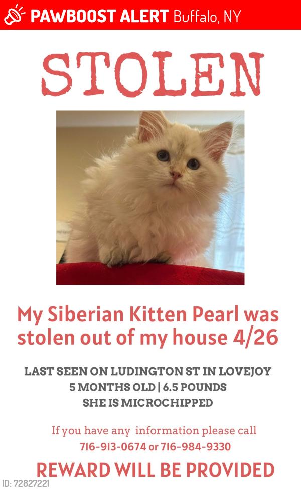Lost Female Cat last seen Ludington St, Gold St, Davey St, , Buffalo, NY 14206