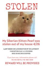 Lost Female Cat last seen Ludington St, Gold St, Davey St, , Buffalo, NY 14206