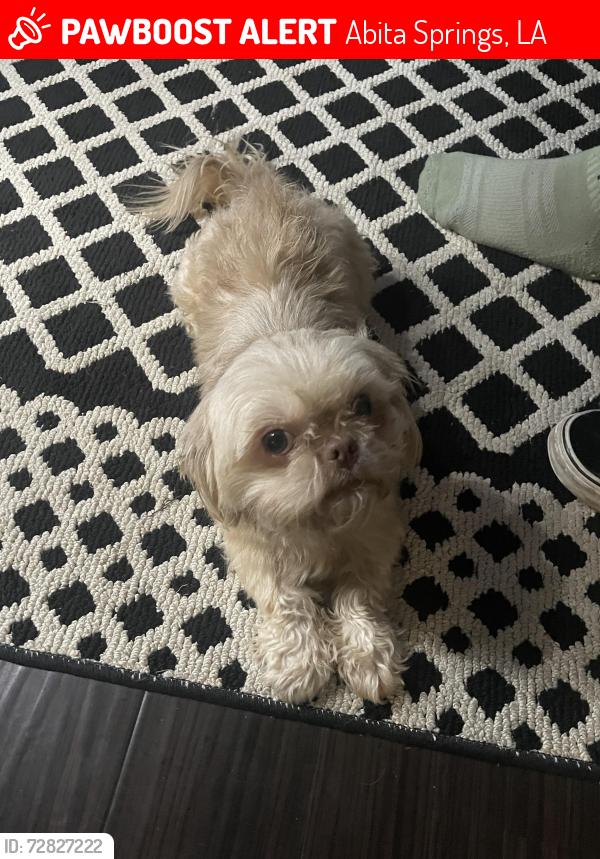 Lost Male Dog last seen Hwy 36, Abita Springs, LA 70420