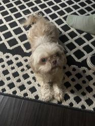 Lost Male Dog last seen Hwy 36, Abita Springs, LA 70420