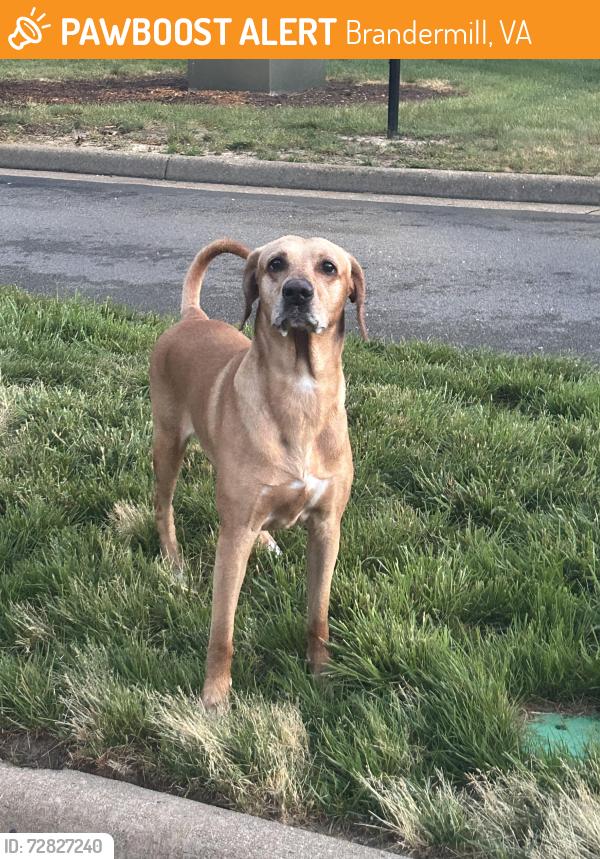 Found/Stray Unknown Dog last seen In pavilion place apmts, Brandermill, VA 23112