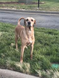 Found/Stray Unknown Dog last seen In pavilion place apmts, Brandermill, VA 23112