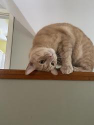 Lost Male Cat last seen Asticou Inn , Mount Desert, ME 04662
