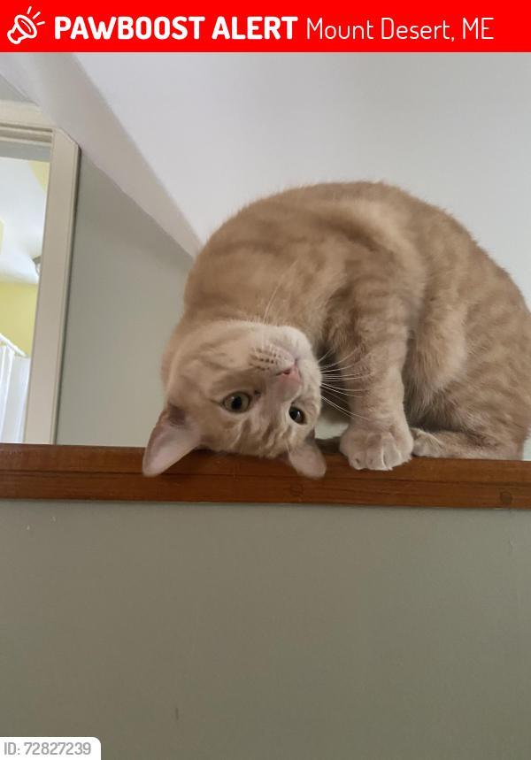 Lost Male Cat last seen Asticou Inn , Mount Desert, ME 04662