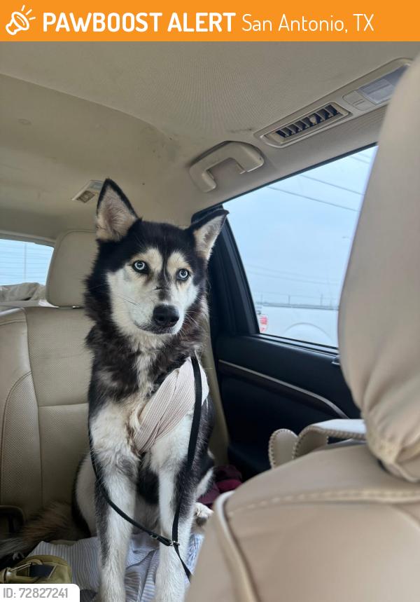 Found/Stray Female Dog last seen Hennersby Hollow off 90/211, San Antonio, TX 78252