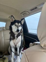 Found/Stray Female Dog last seen Hennersby Hollow off 90/211, San Antonio, TX 78252