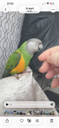 Lost Unknown Bird last seen Wn6 0jb, Standish, England WN6 0NA