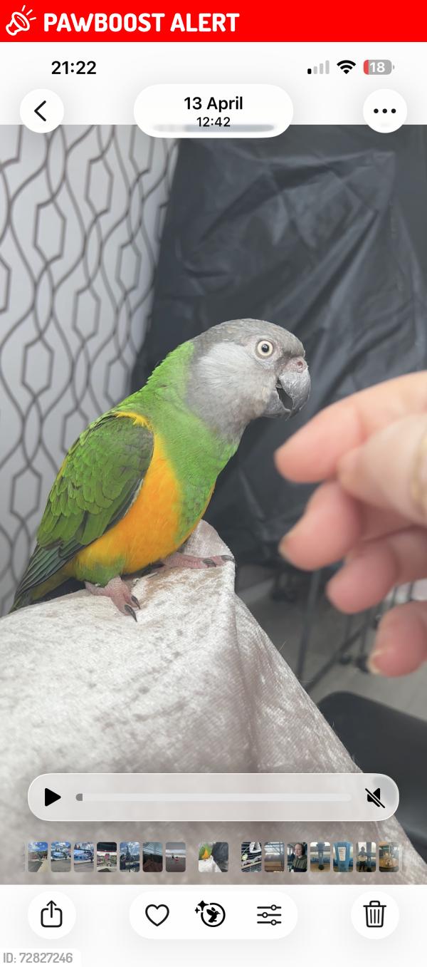 Lost Unknown Bird last seen Wn6 0jb, Standish, England WN6 0NA