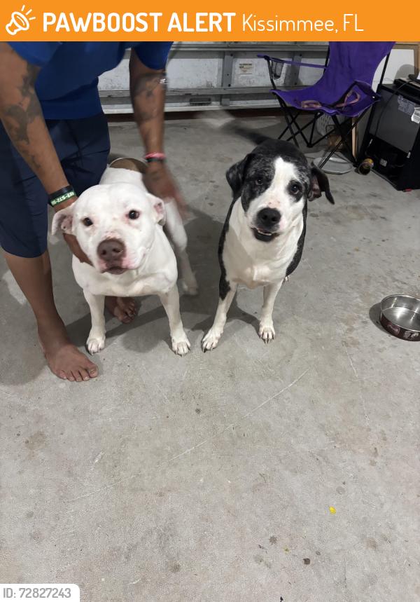 Found/Stray Male Dog last seen Knightsbridge , Kissimmee, FL 34744