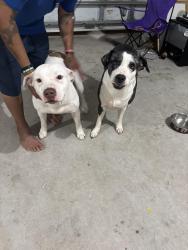 Found/Stray Male Dog last seen Knightsbridge , Kissimmee, FL 34744