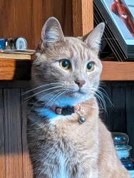 Lost Male Cat last seen Bradford Drive near Kennedy Rd WINDSOR CT, Smithfield Township, PA 18831