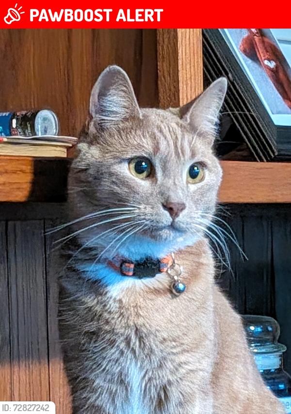 Lost Male Cat last seen Bradford Drive near Kennedy Rd WINDSOR CT, Smithfield Township, PA 18831