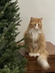 Lost Male Cat last seen 1st ave Mechanic Falls , Mechanic Falls, ME 04256