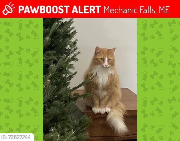 Lost Male Cat last seen 1st ave Mechanic Falls , Mechanic Falls, ME 04256