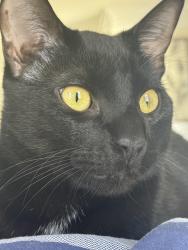 Lost Male Horse last seen Black , Roswell, GA 30075