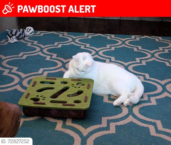 Lost Female Cat last seen 16th Street East near St. Mary's Church, Owen Sound, ON N4K 1Y7